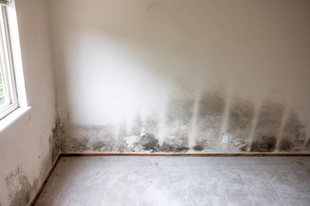 Best Residential Mold Inspection & Testing  in Marmet, WV